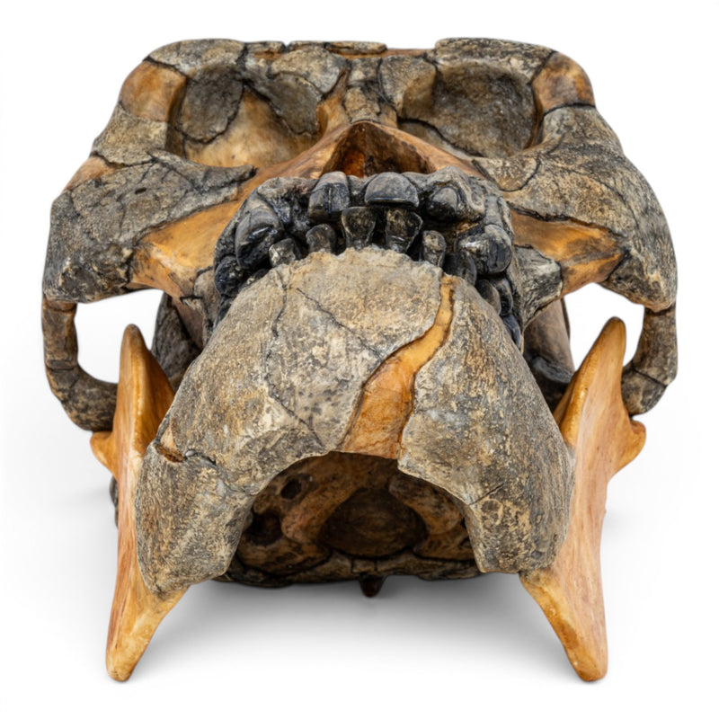 Replica Australopithecus afarensis Skull