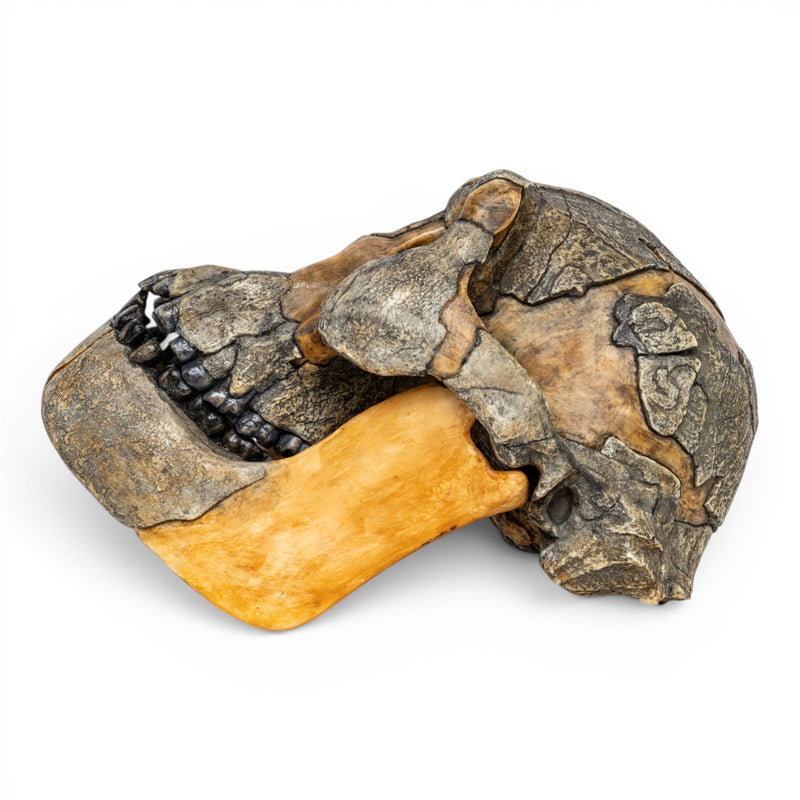 Replica Australopithecus afarensis Skull