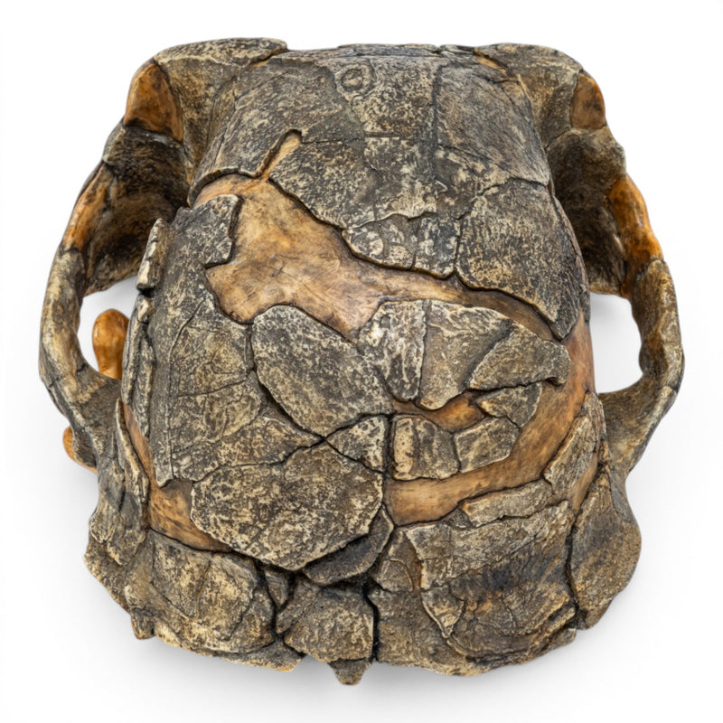 Replica Australopithecus afarensis Skull