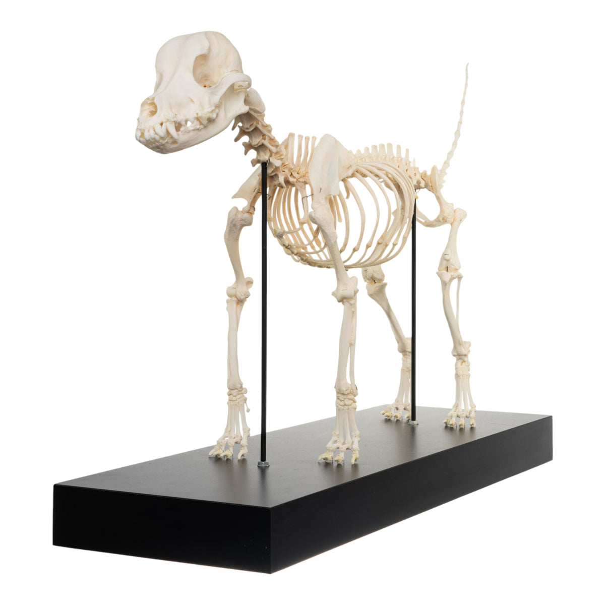 新品　ジェリーキャット　スケルトン　骸骨　スケルトンドッグ　dog 犬 新品 ジェリーキャット スケルトン 骸骨 スケルトンドッグ dog 犬