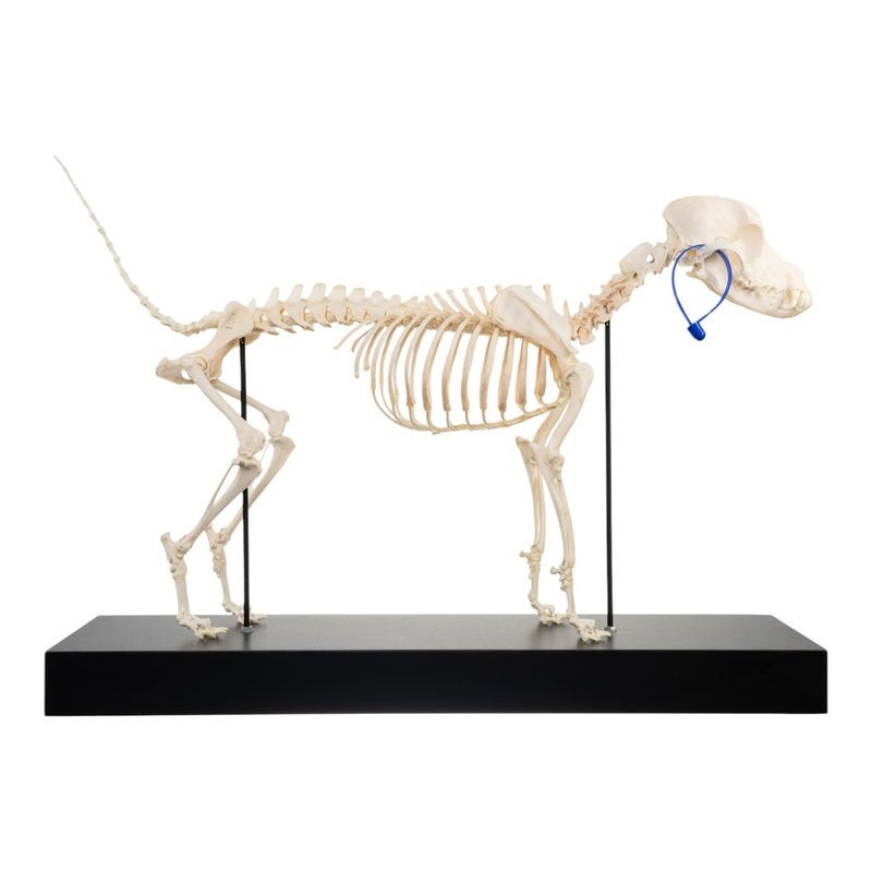 Real Domestic Dog Skeleton by Skulls Unlimited