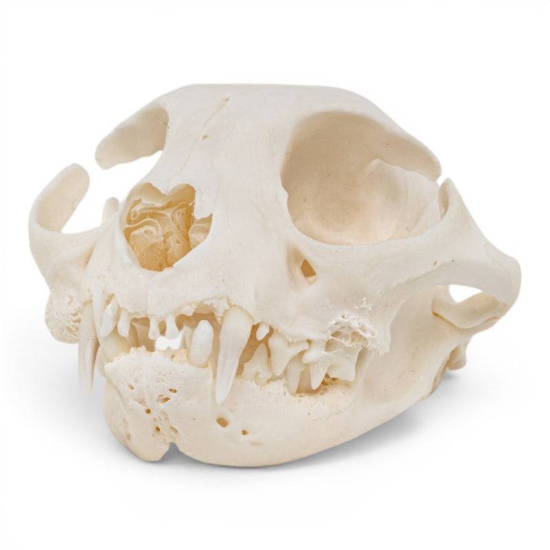 Real Domestic Cat - Siamese Skull - Pathology