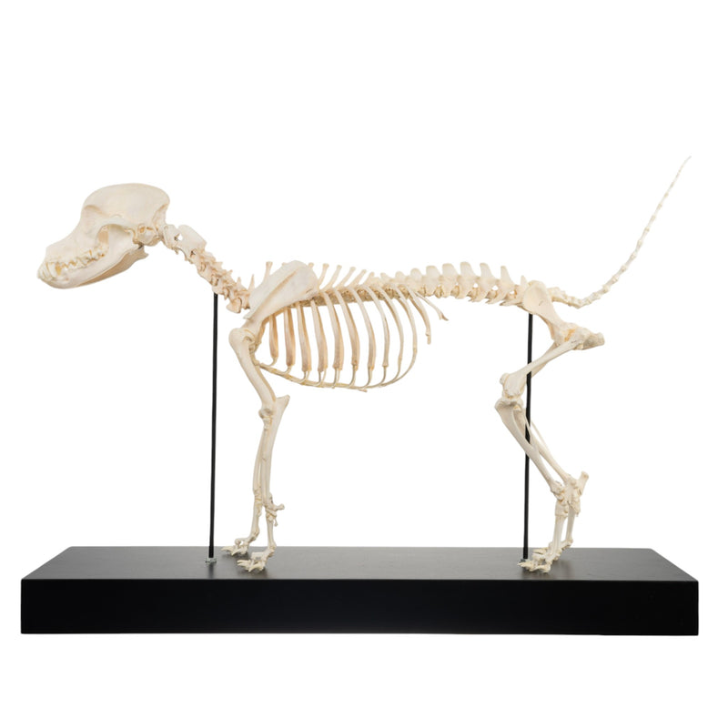 Real Domestic Dog Skeleton by Skulls Unlimited