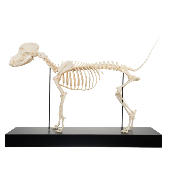 Real Domestic Dog Skeleton by Skulls Unlimited