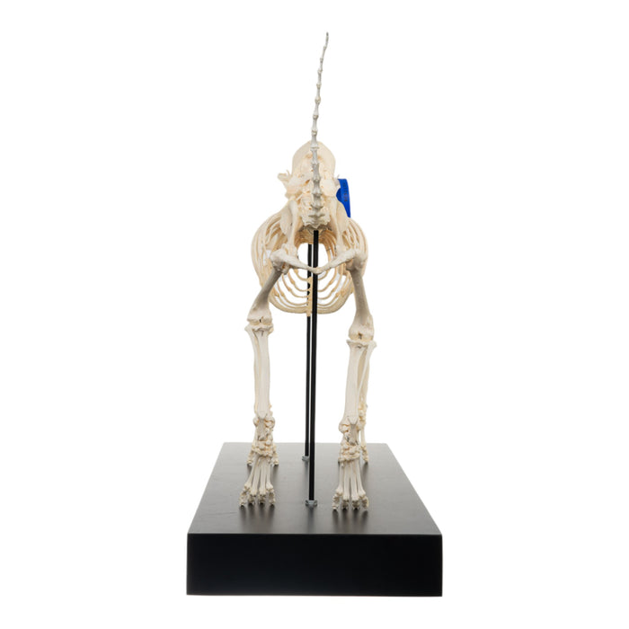 Real Domestic Dog Skeleton by Skulls Unlimited