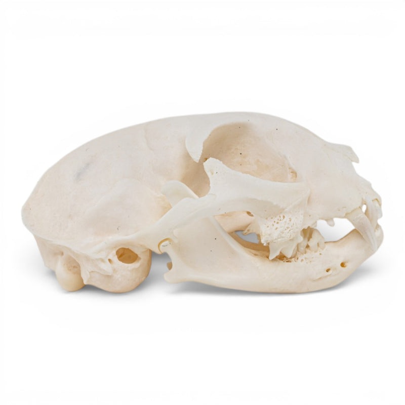 Real Domestic Cat - Siamese Skull - Pathology