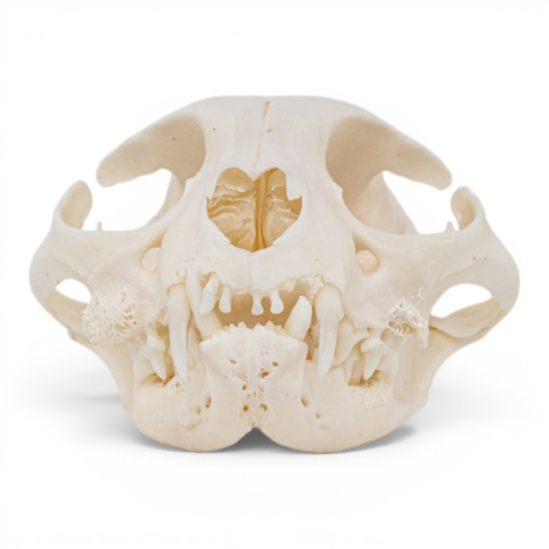 Real Domestic Cat - Siamese Skull - Pathology