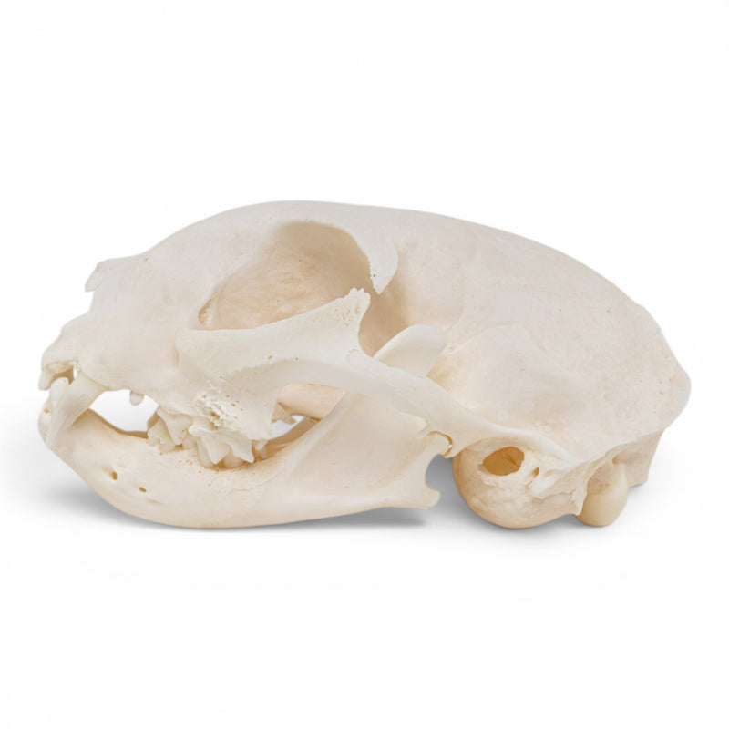 Real Domestic Cat - Siamese Skull - Pathology
