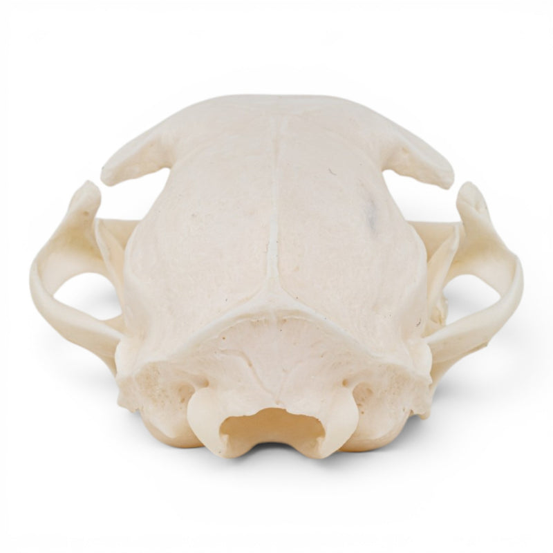 Real Domestic Cat - Siamese Skull - Pathology