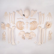 Real Human Skeleton - Custom Disarticulated