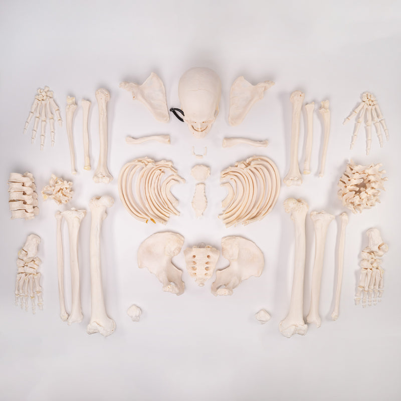 Real Human Skeleton - Custom Disarticulated