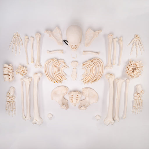 Real Human Skeleton - Custom Disarticulated