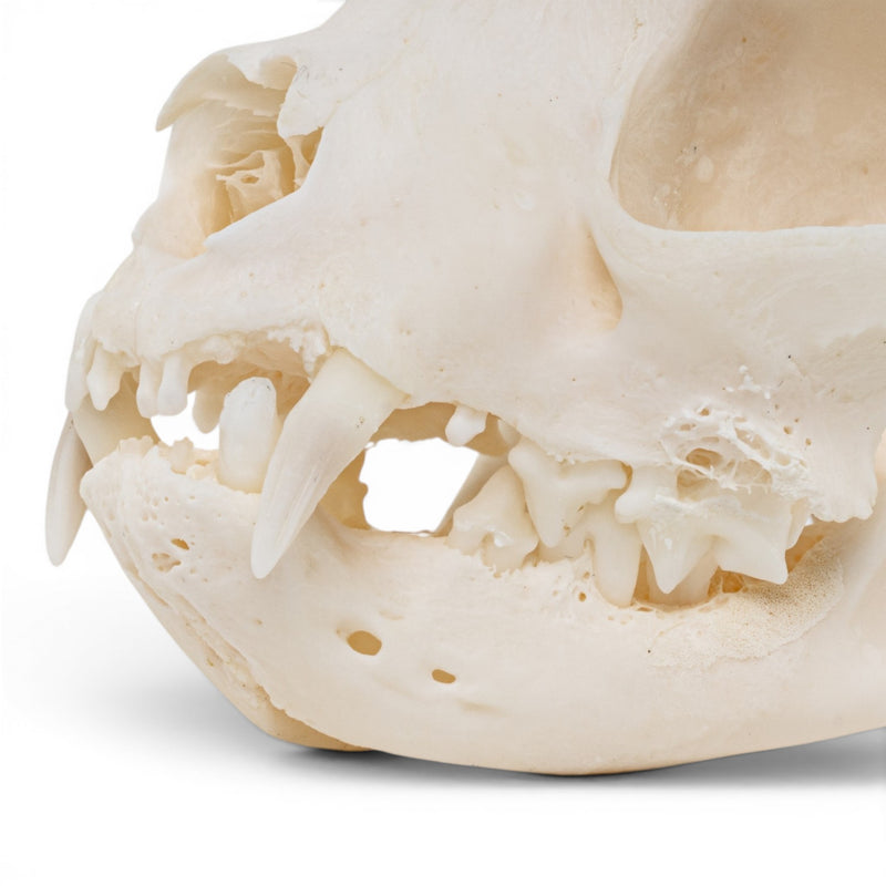 Real Domestic Cat - Siamese Skull - Pathology