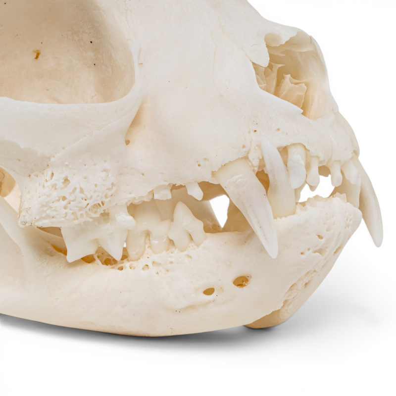 Real Domestic Cat - Siamese Skull - Pathology