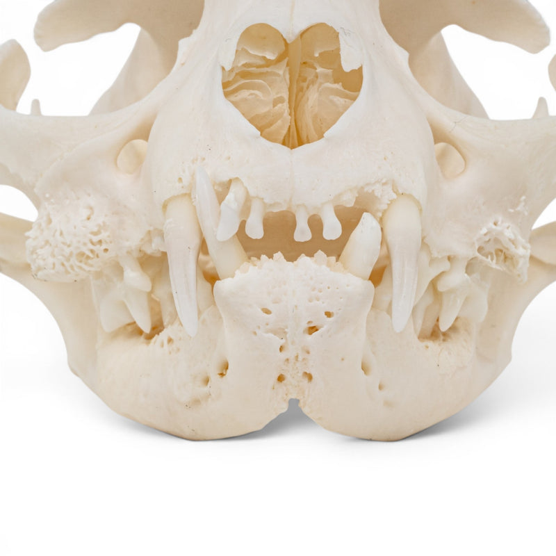 Real Domestic Cat - Siamese Skull - Pathology
