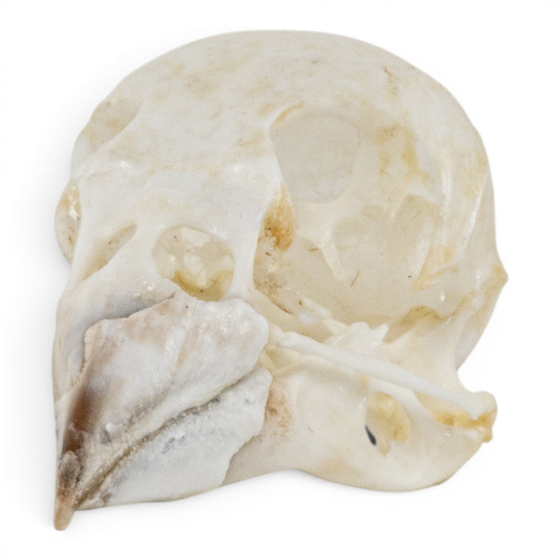 Real European Green Finch Skull