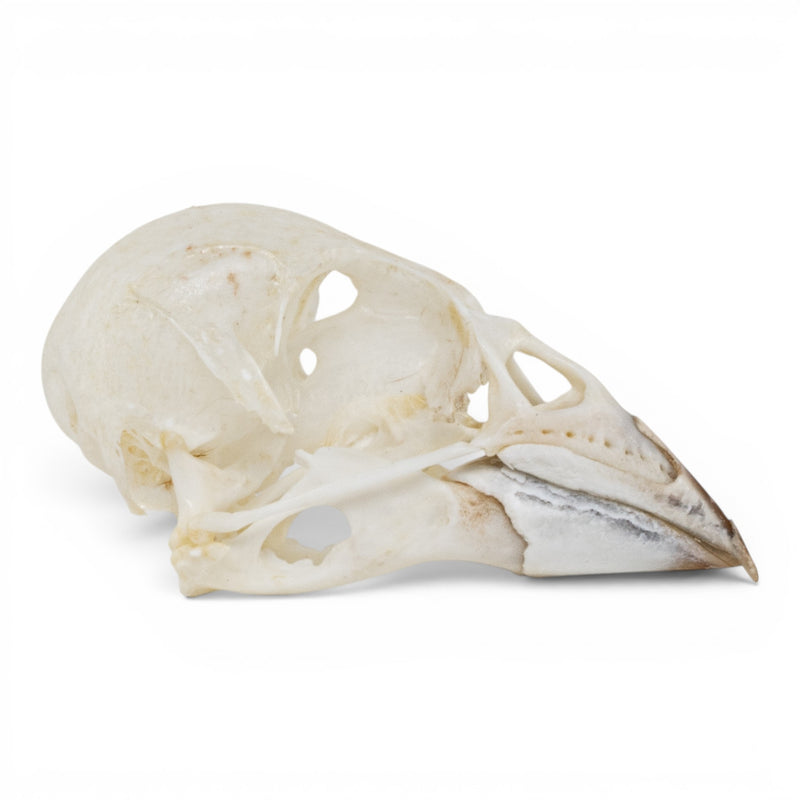 Real European Green Finch Skull