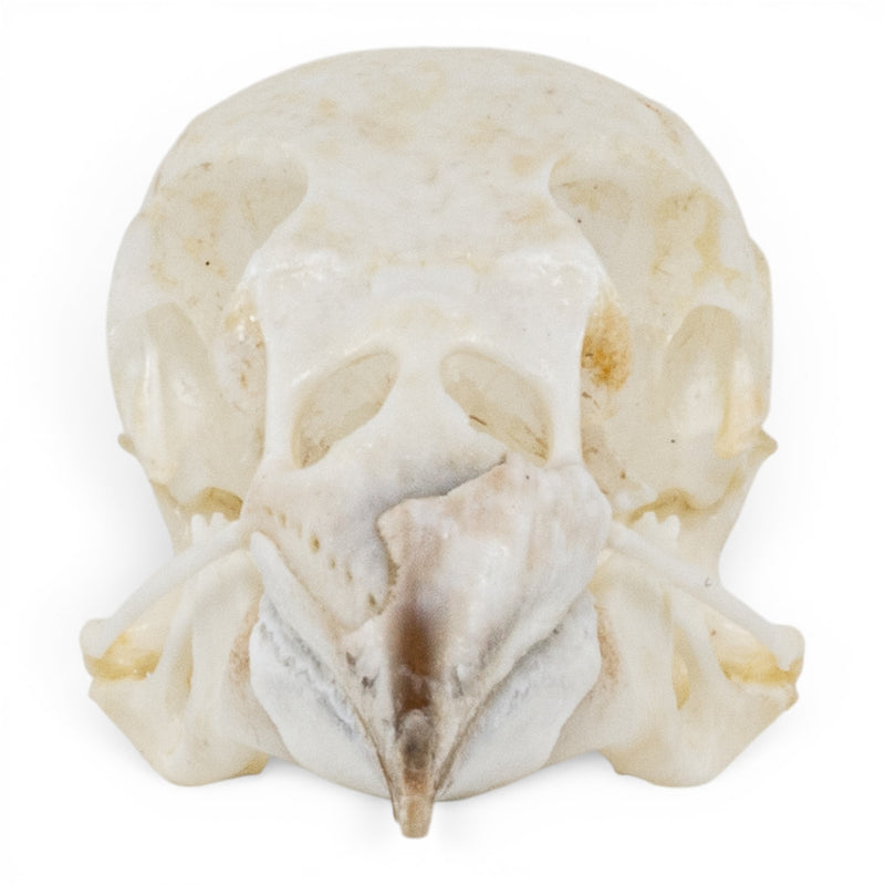 Real European Green Finch Skull