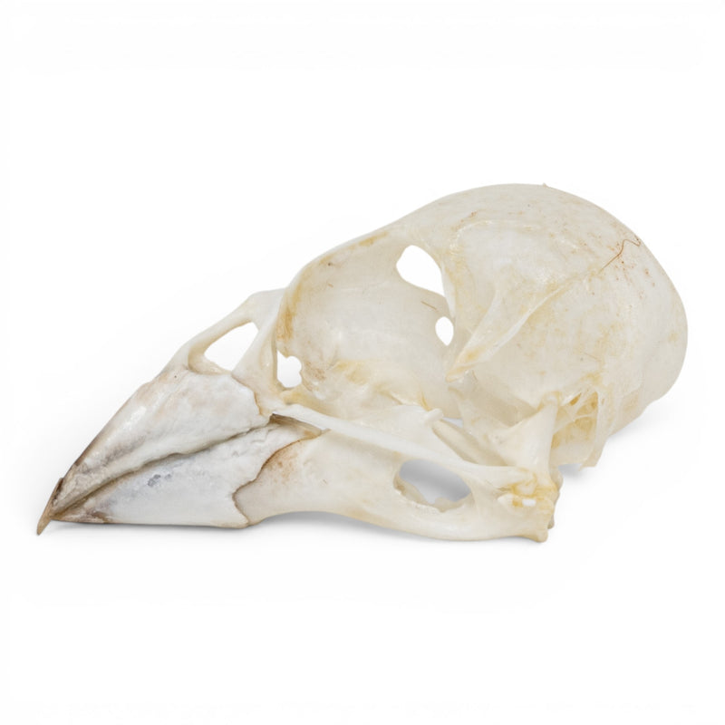 Real European Green Finch Skull