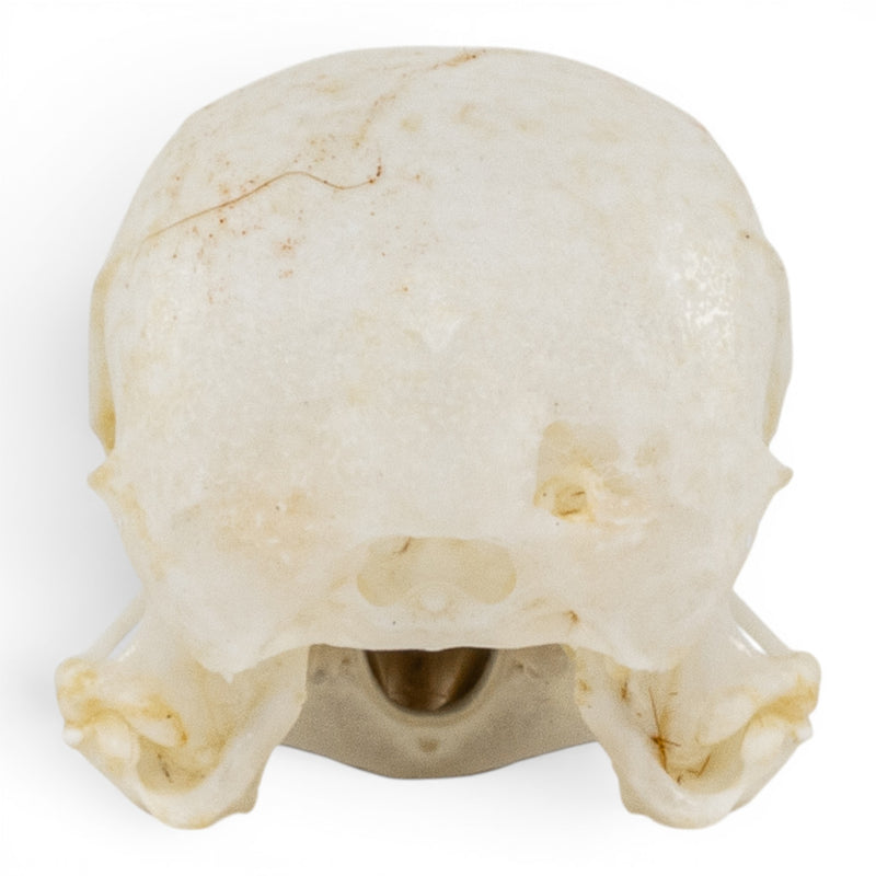Real European Green Finch Skull
