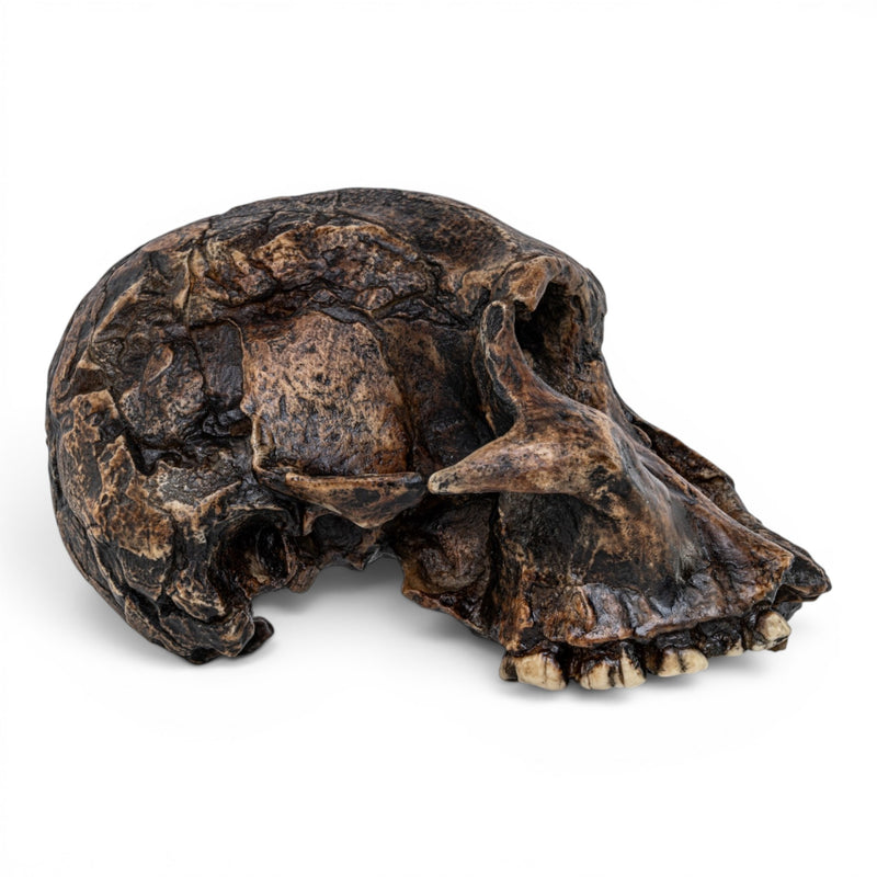 Replica Australopithecus africanus Skull