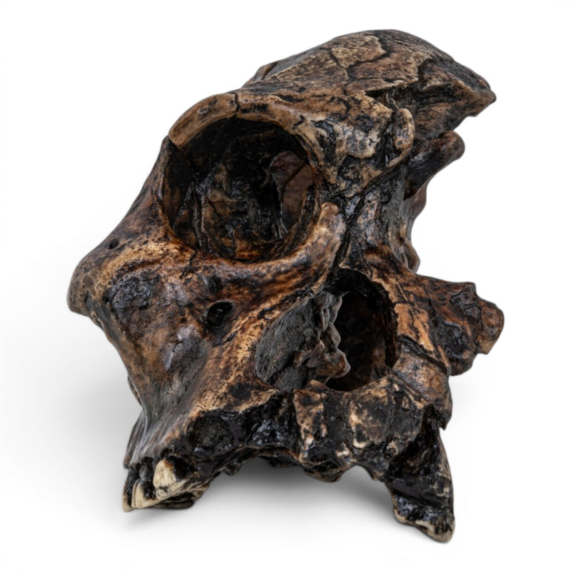 Replica Australopithecus africanus Skull