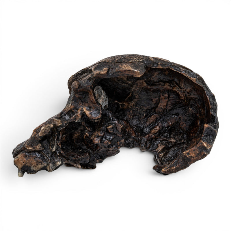 Replica Australopithecus africanus Skull