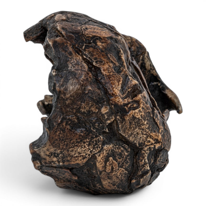 Replica Australopithecus africanus Skull