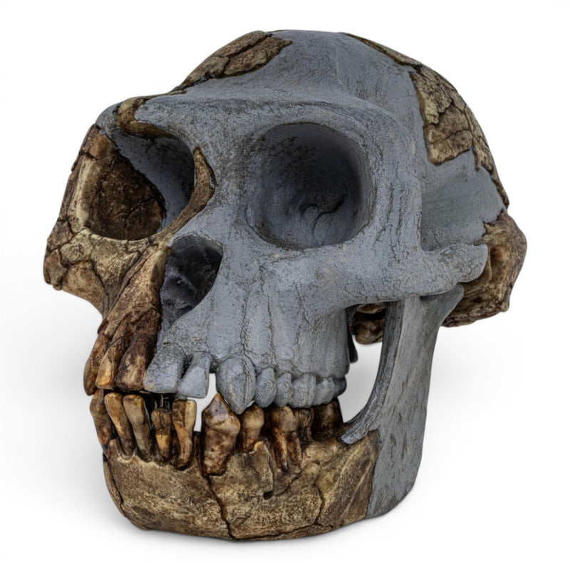Replica Ardipithecus ramidus Skull