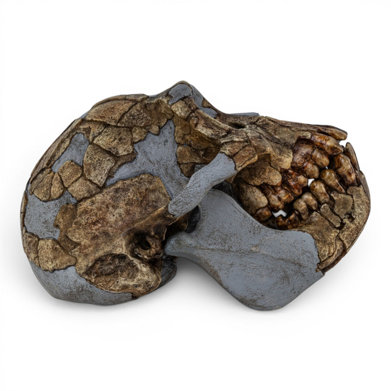 Replica Ardipithecus ramidus Skull