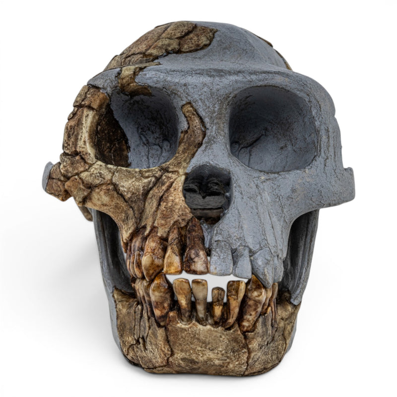 Replica Ardipithecus ramidus Skull