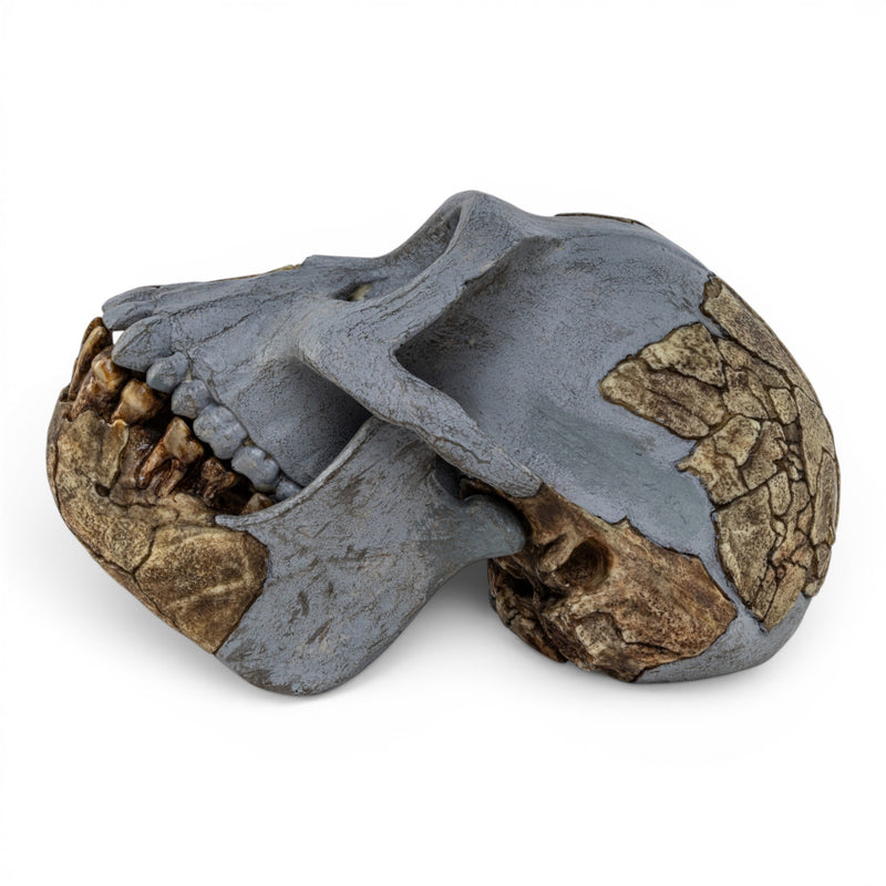 Replica Ardipithecus ramidus Skull