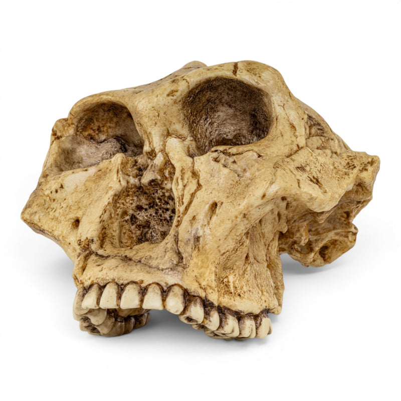 Replica Australopithecus robustus Cranium