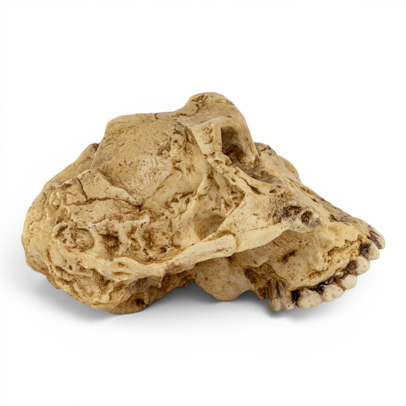 Replica Australopithecus robustus Cranium