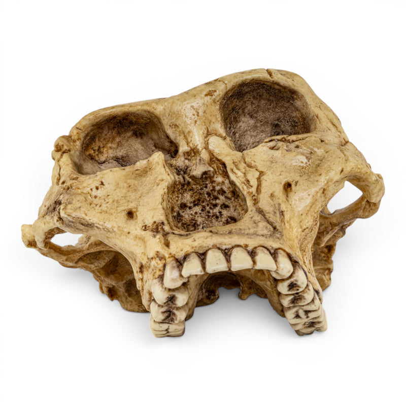 Replica Australopithecus robustus Cranium