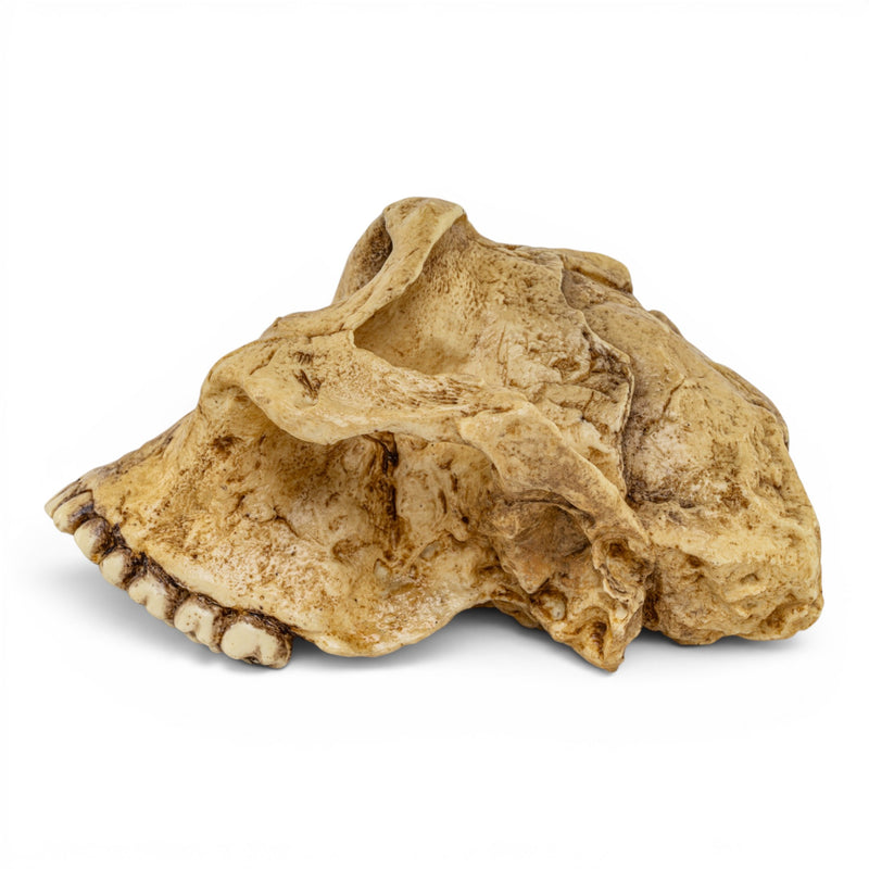 Replica Australopithecus robustus Cranium