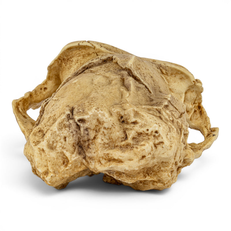 Replica Australopithecus robustus Cranium