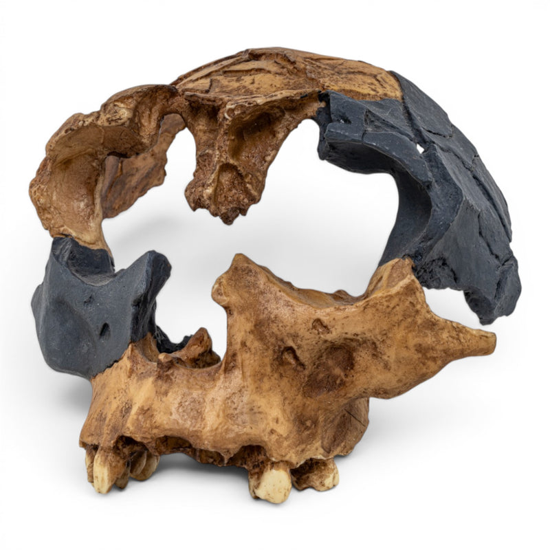 Replica Homo antecessor Skull