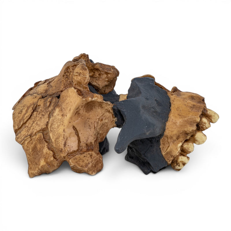 Replica Homo antecessor Skull