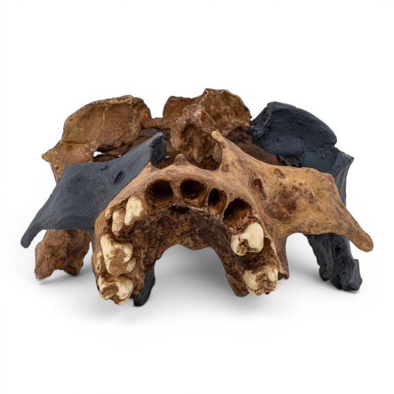Replica Homo antecessor Skull