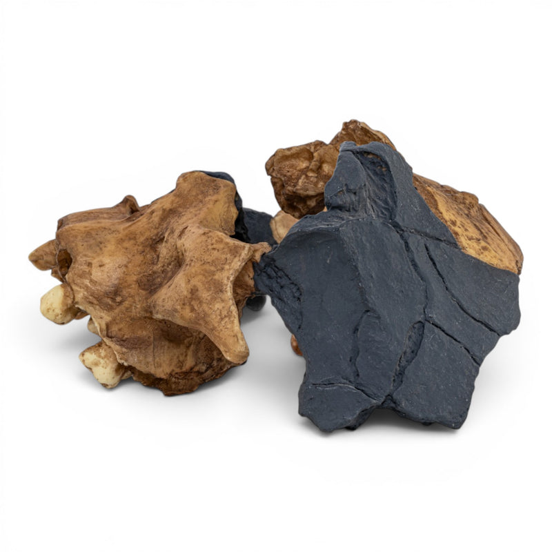 Replica Homo antecessor Skull