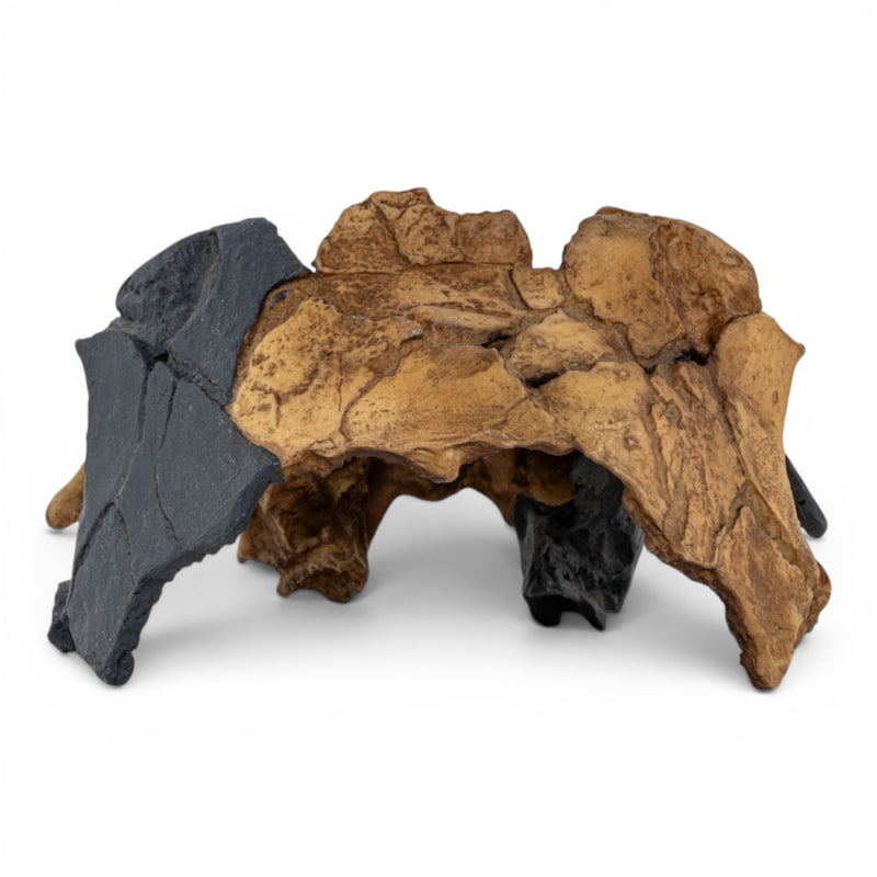 Replica Homo antecessor Skull