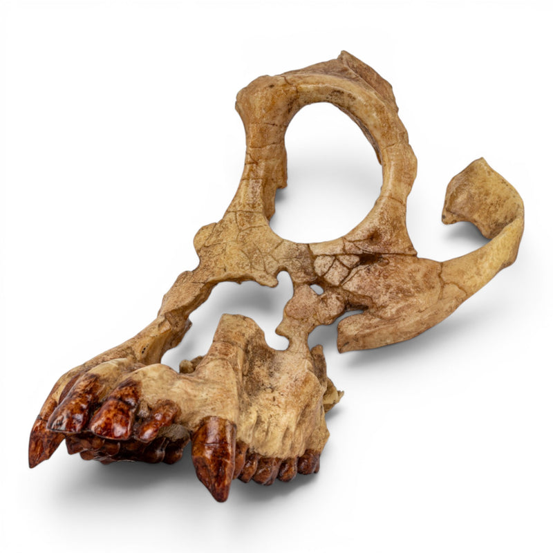 Replica Sivapithecus Skull