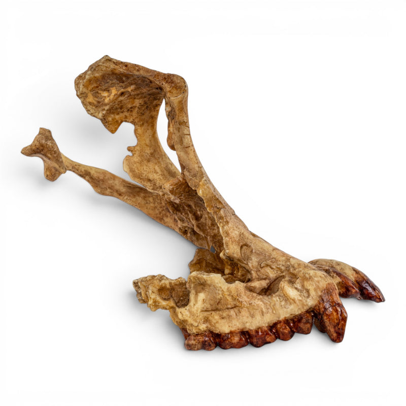 Replica Sivapithecus Skull