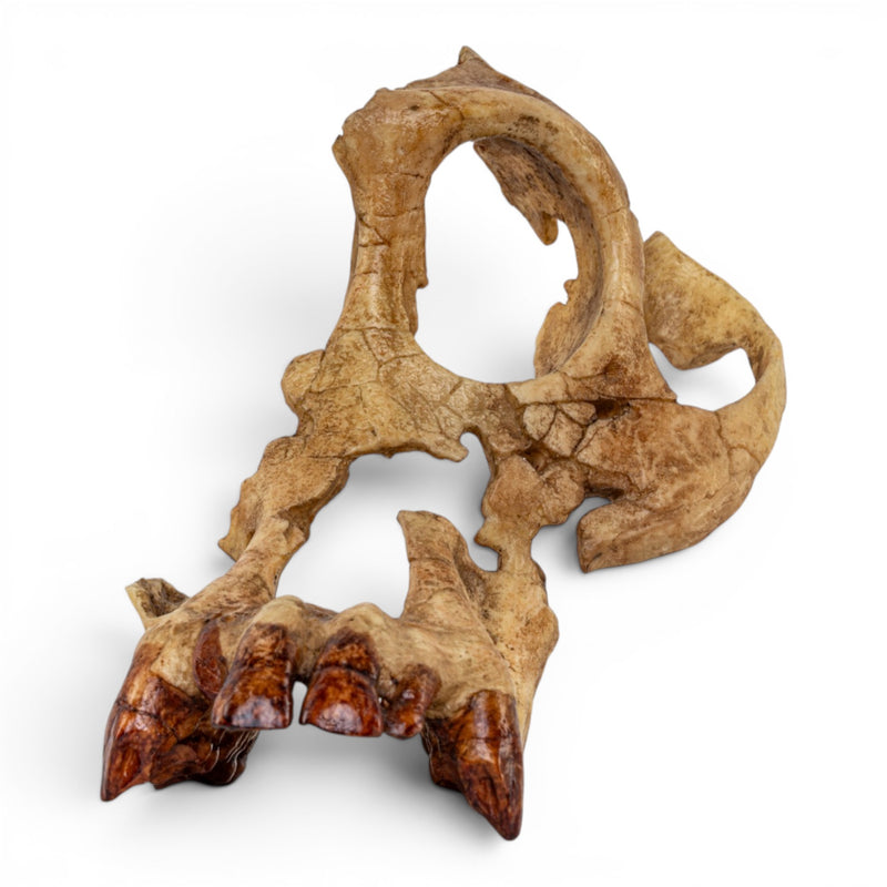 Replica Sivapithecus Skull