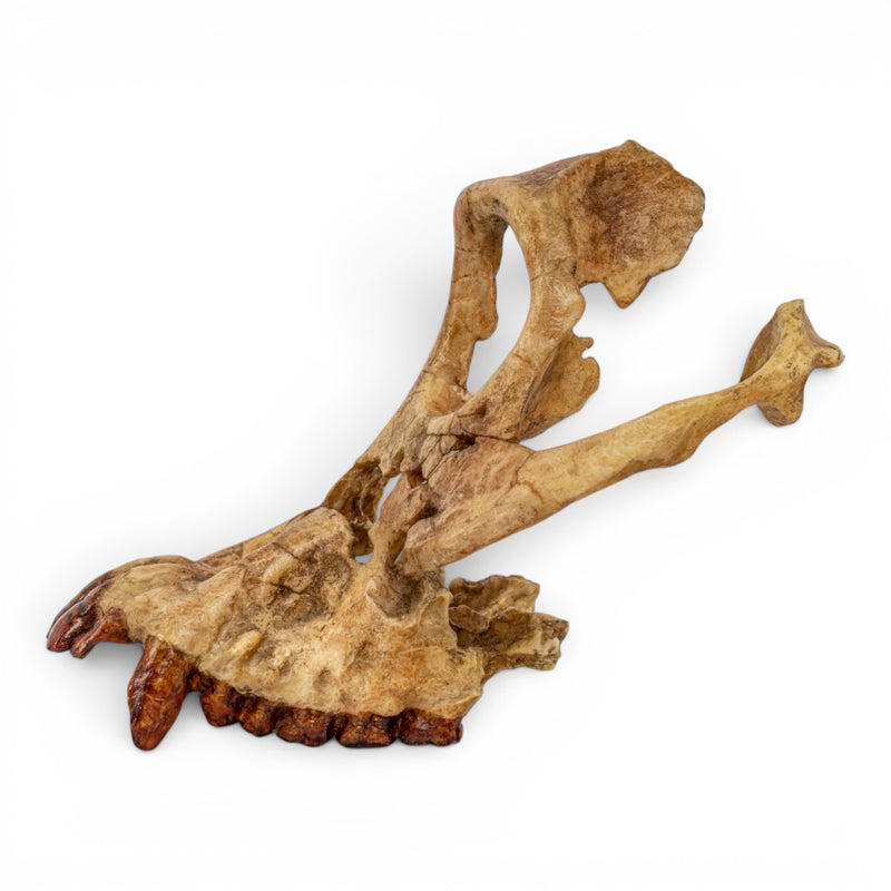 Replica Sivapithecus Skull