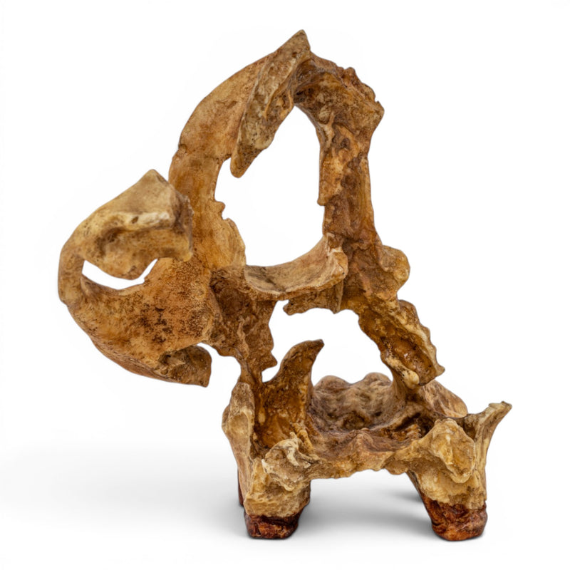 Replica Sivapithecus Skull