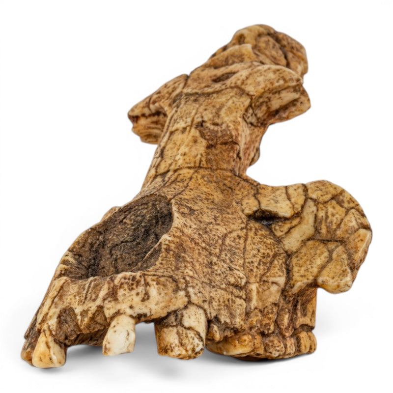Replica Saadanius hijazensis Skull