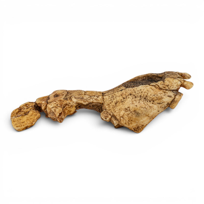 Replica Saadanius hijazensis Skull