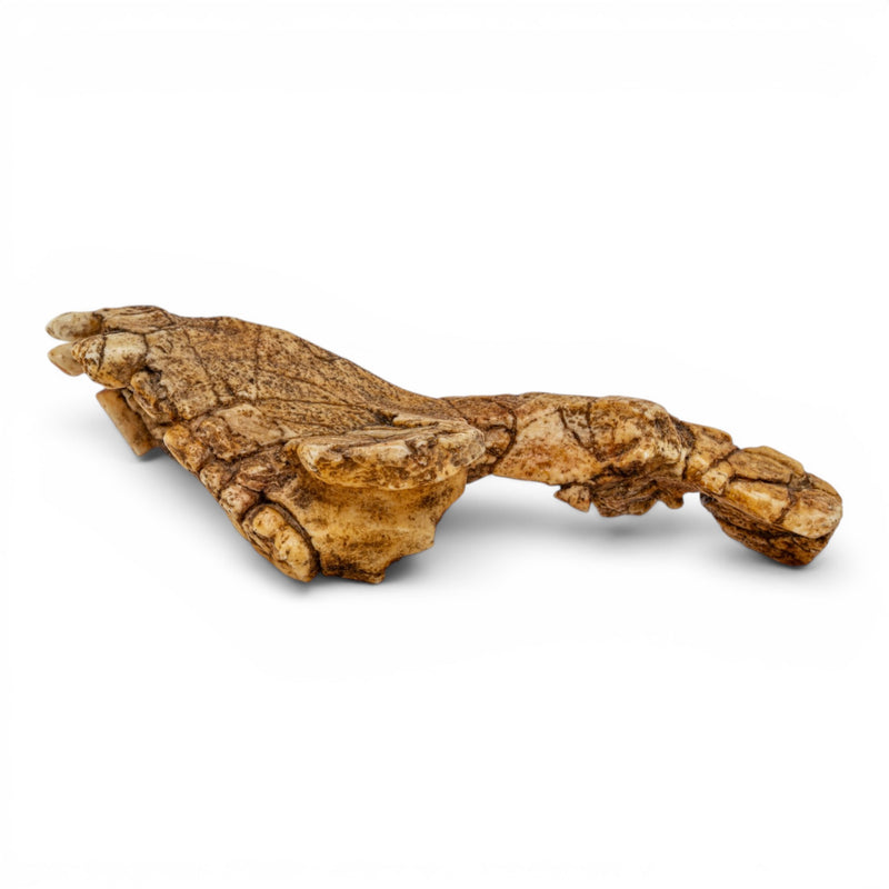 Replica Saadanius hijazensis Skull